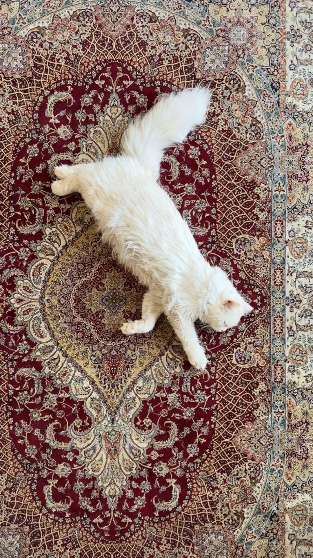 Discover Timeless Beauty with Aladdin Rugs NZ